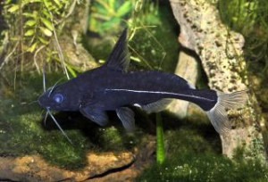 Bagrichthys macracanthus