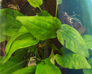 Cryptocoryne moehlmannii