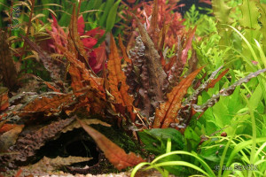 Cryptocoryne wendtii var. "Tropica"