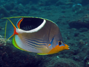 Chaetodon ephippium