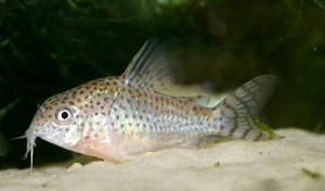 Corydoras cruziensis