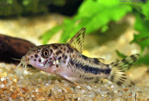 Corydoras diphyes