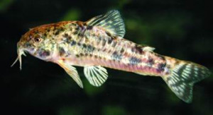 Corydoras gladysae