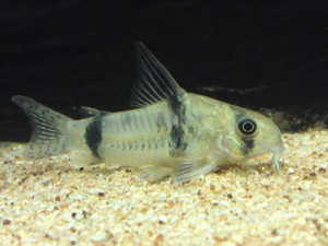 Corydoras reynoldsi