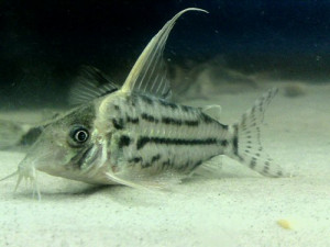 Corydoras pulcher