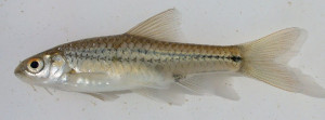 Barbus viviparus