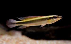 Crenicichla notophthalmus