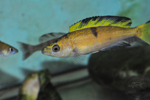 Cyprichromis microlepidotus