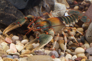 Cambarus coosae