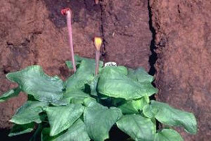 Cryptocoryne venemae