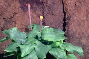 Cryptocoryne venemae