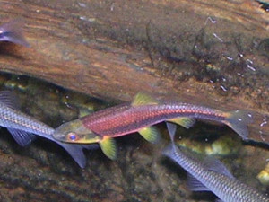 Notropis chlorocephalus 