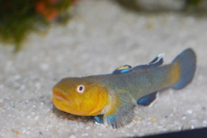 Chlamydogobius eremius