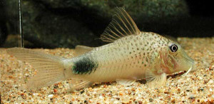 Corydoras ourastigma