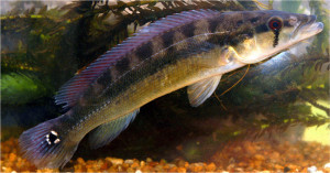 Crenicichla  vittata