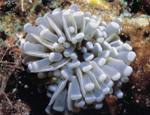 Euphyllia cristata