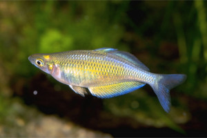 Chilatherina fasciata