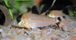 Corydoras condiscipulus