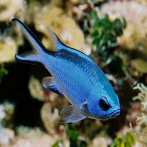 Chromis cyanea