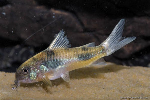 Corydoras ehrhardti