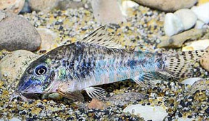 Corydoras ellisae