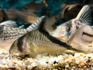 Corydoras melini