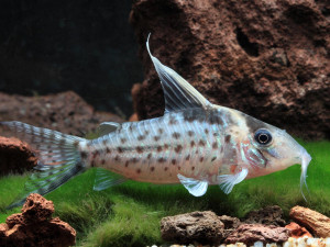 Corydoras robustus