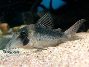 Corydoras serratus