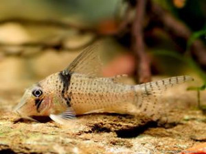 Corydoras pastazensis