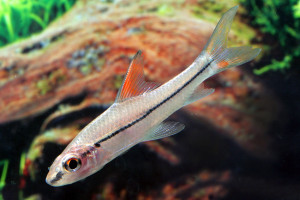 Cyclocheilichthys janthochir 