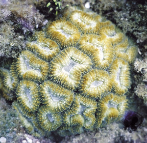 Lobophyllia corymbosa