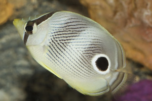 Chaetodon capistratus