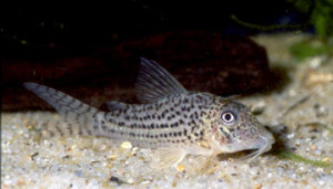 Corydoras maculifer