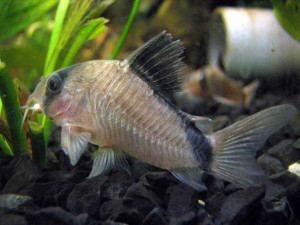 Corydoras metae