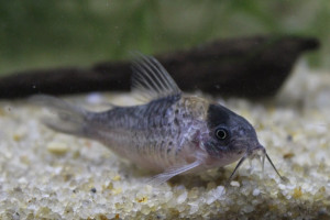 Corydoras nijsseni