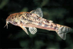 Corydoras sarareensis