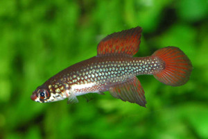 Cynopoecilus melanotaenia