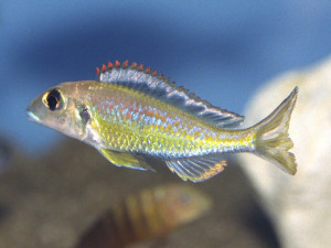 Callochromis pleurospilus