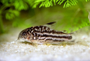 Corydoras nanus