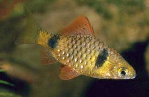 Puntius cumingii