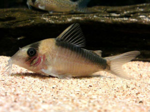 Corydoras imitator