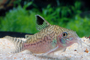 Corydoras reticulatus