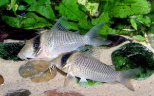 Corydoras spilurus