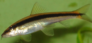 Crossocheilus nigriloba