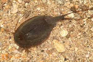 Triops cancriformis