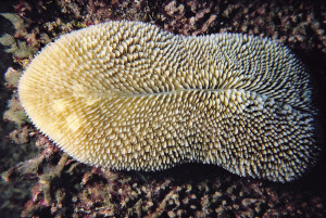 Ctenactis echinata