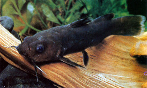 Lophiobagrus cyclurus