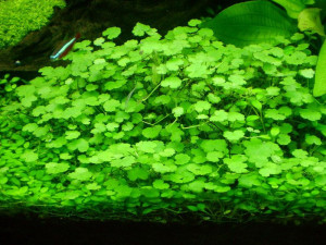 Hydrocotyle dissecta