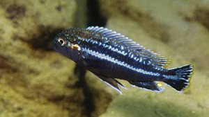 Melanochromis dialeptos