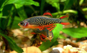 Danio margaritatus